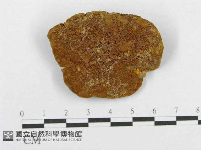 木層孔菌屬藏品圖，第1張