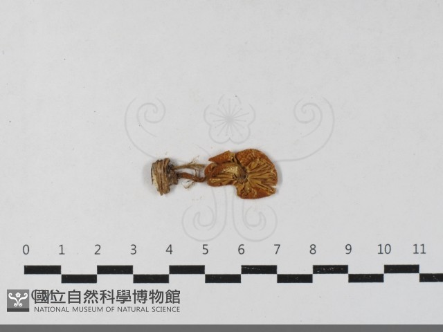 登錄號:F0033558藏品圖，第1張