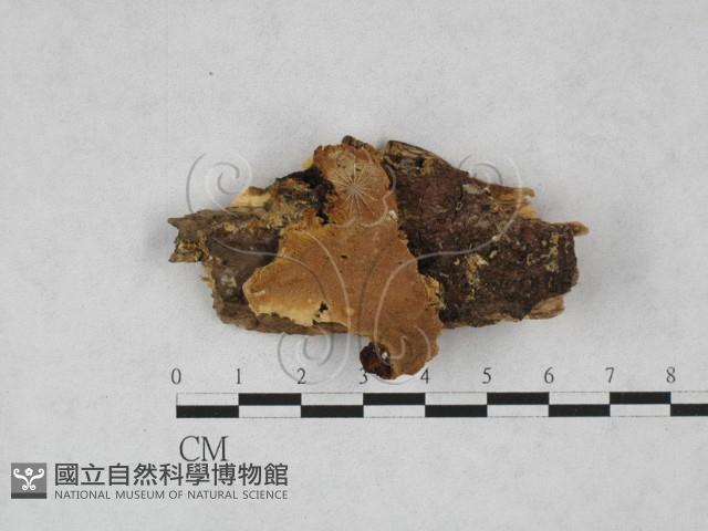 登錄號:F0028158藏品圖，第1張