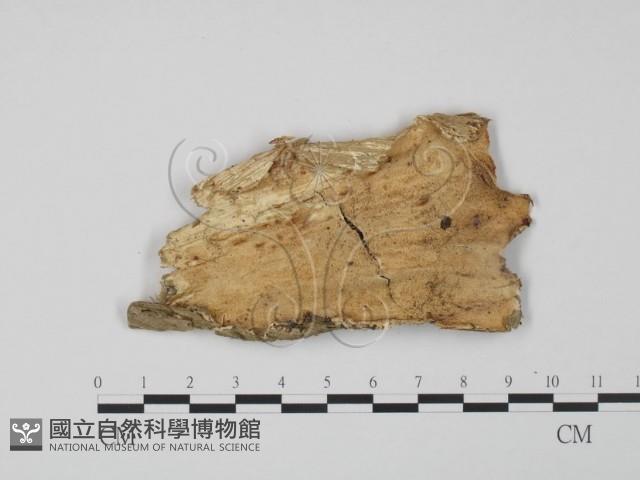 登錄號:F0008158藏品圖，第1張