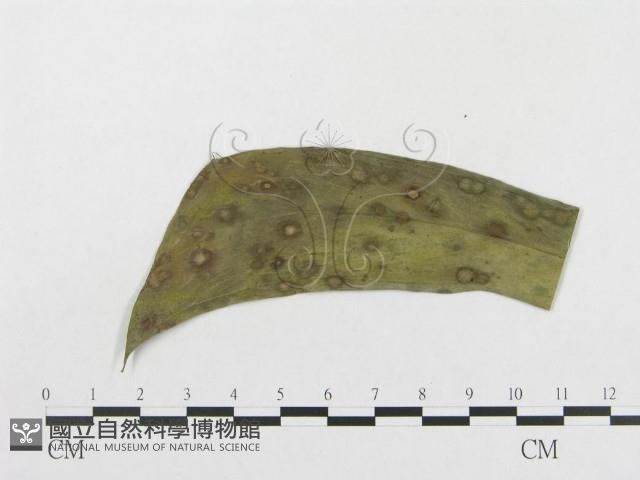 登錄號:F0010158藏品圖，第1張