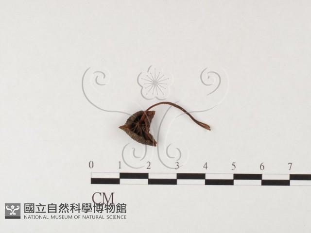 登錄號:F0026158藏品圖，第1張