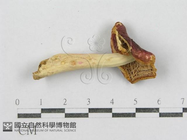 紅菇屬藏品圖，第1張