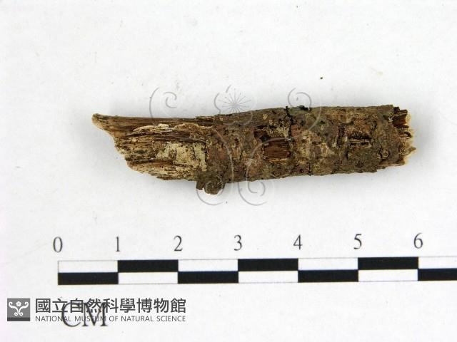 登錄號:F0001158藏品圖，第1張