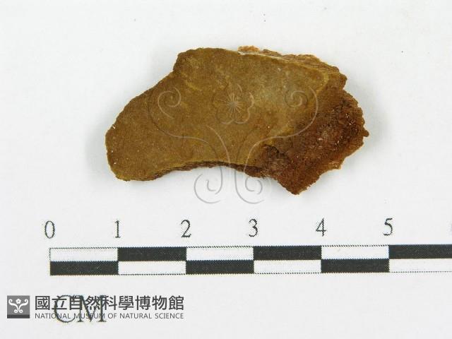 木層孔菌屬藏品圖，第1張