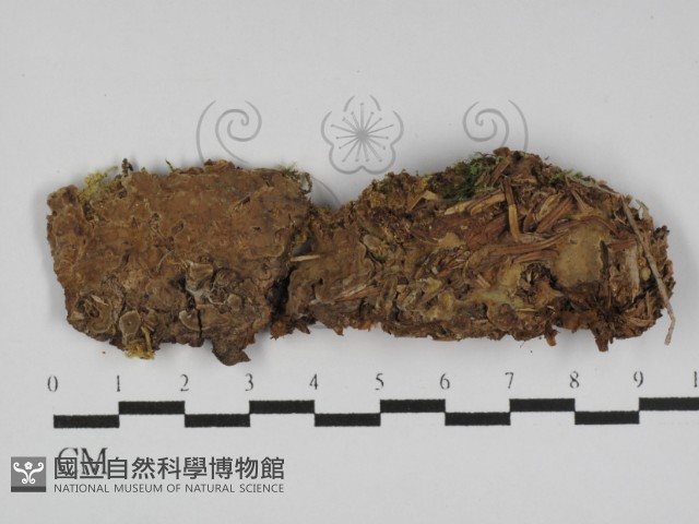 登錄號:F0031158藏品圖，第1張
