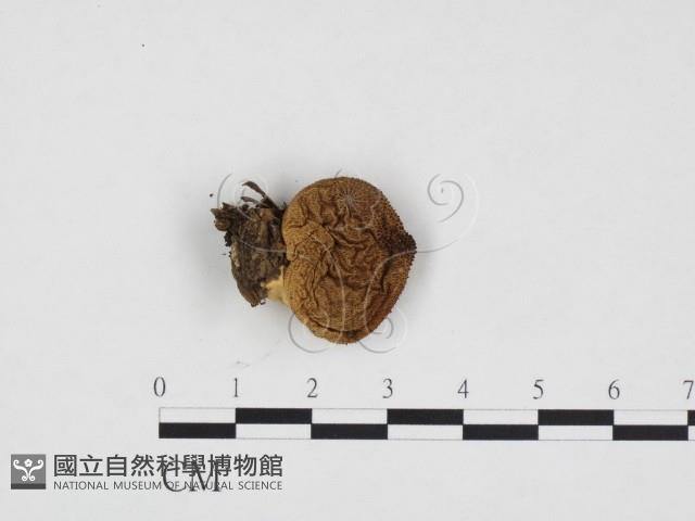 登錄號:F0024158藏品圖，第1張