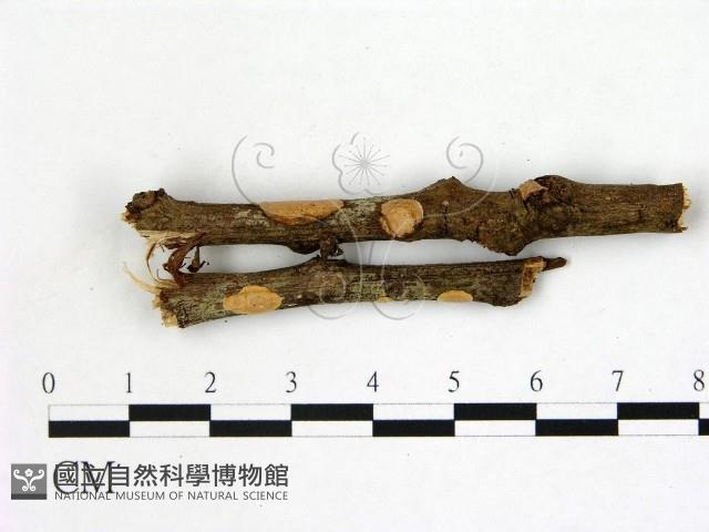 刺皮菌屬藏品圖，第1張