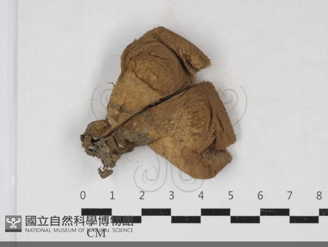 登錄號:F0034158藏品圖，第1張