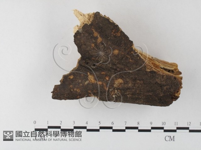 登錄號:F0022158藏品圖，第1張