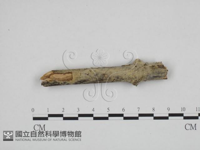 登錄號:F0012158藏品圖，第1張
