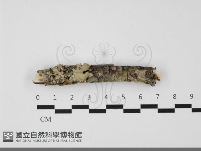 登錄號:F0032158藏品圖，第1張