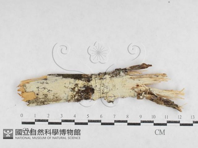 絲齒菌屬藏品圖，第1張