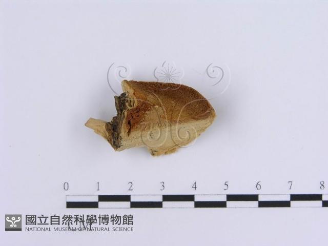 登錄號:F0007158藏品圖，第1張