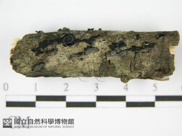 登錄號:F0017158藏品圖，第1張