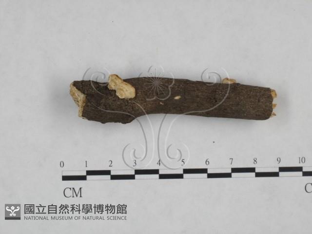 多年臥孔菌屬藏品圖，第1張