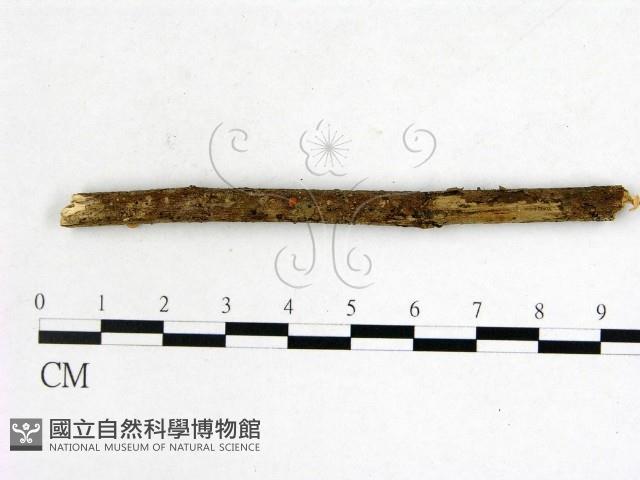 登錄號:F0005158藏品圖，第1張