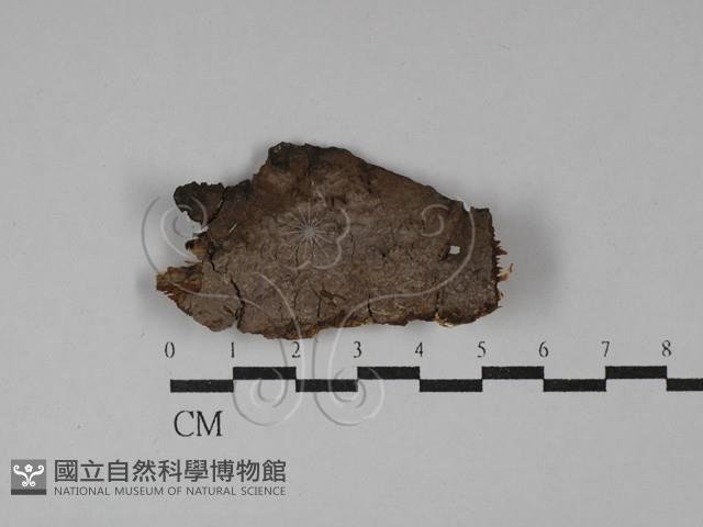 刺革菌屬藏品圖，第1張
