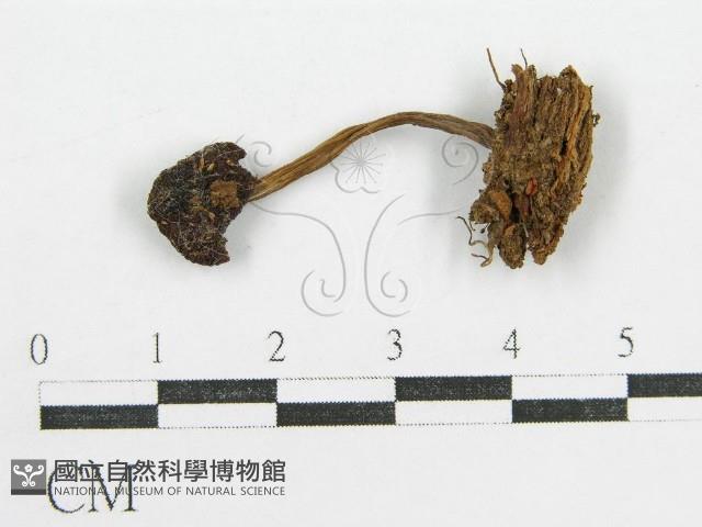 鬼傘屬藏品圖，第1張