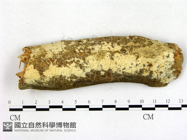 登錄號:F0003158藏品圖，第1張