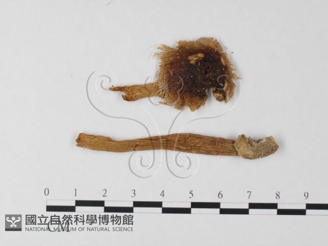 登錄號:F0013158藏品圖，第1張