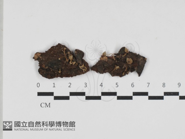 簇生鬼傘藏品圖，第1張
