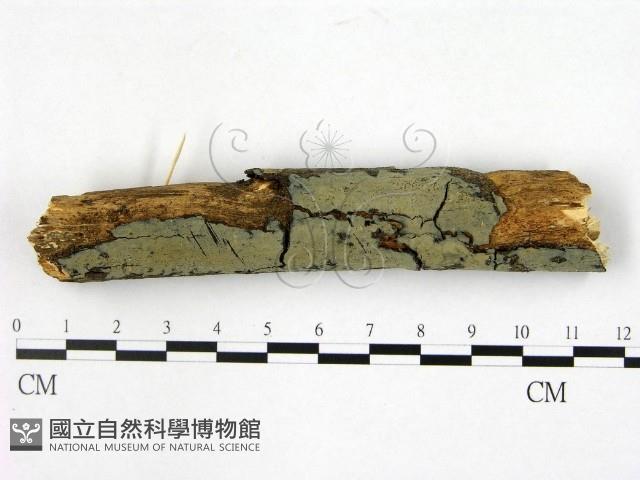 登錄號:F0020058藏品圖，第1張