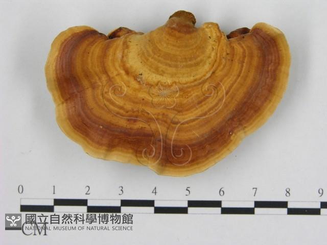 相鄰小孔菌藏品圖，第1張