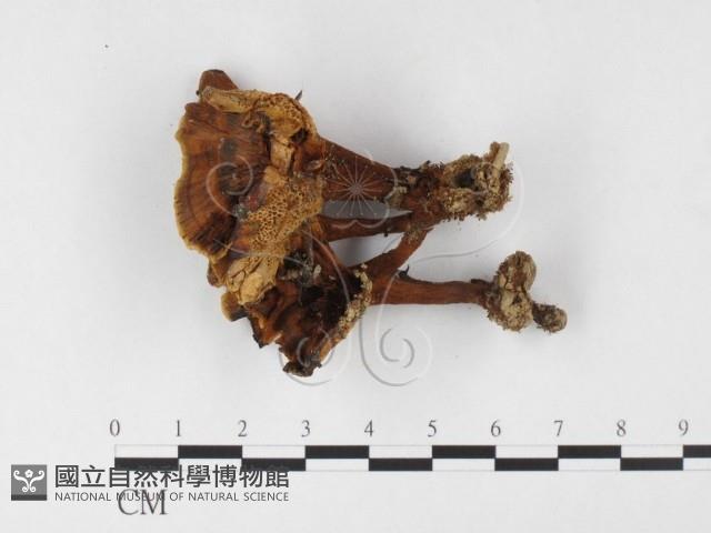 集毛菌屬藏品圖，第1張