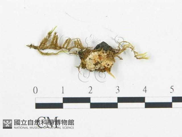 登錄號:F0006058藏品圖，第1張