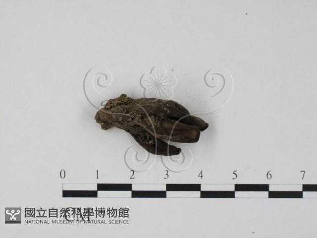 登錄號:F0021058藏品圖，第1張