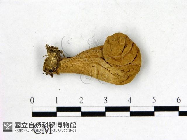 地星屬藏品圖，第1張