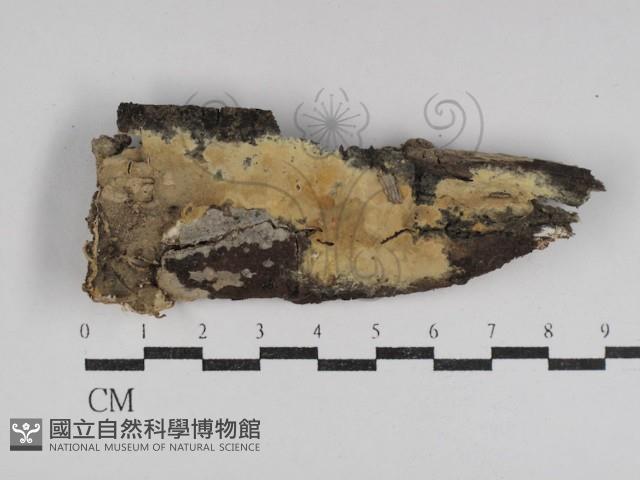 登錄號:F0031058藏品圖，第1張