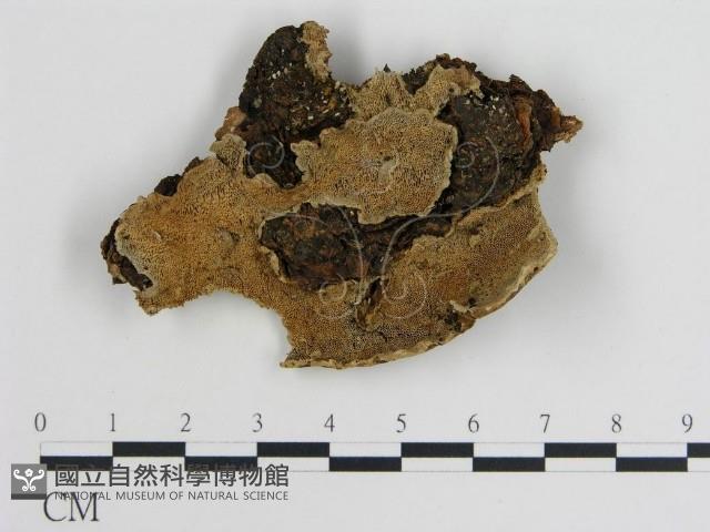 登錄號:F0014058藏品圖，第1張