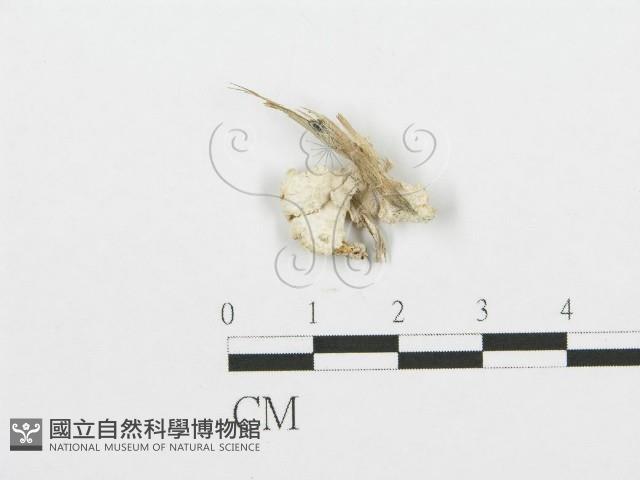 裂褶菌藏品圖，第1張