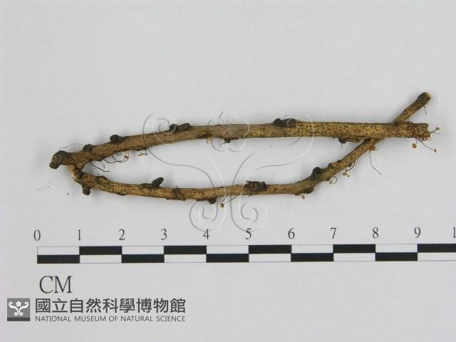 小皮傘屬藏品圖，第1張