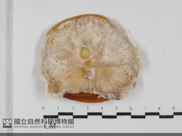 顯絲菌屬藏品圖，第1張