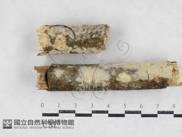 絲齒菌屬藏品圖，第1張