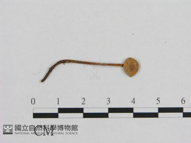 小皮傘屬藏品圖，第1張