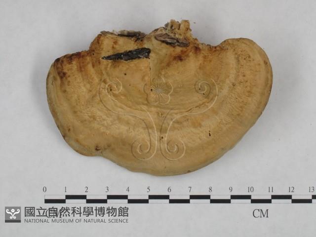栓菌屬藏品圖，第1張