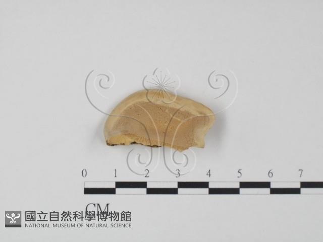登錄號:F0015058藏品圖，第1張