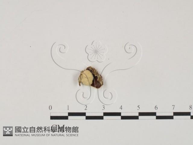 登錄號:F0019058藏品圖，第1張