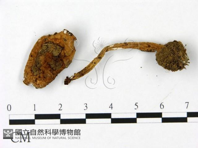 傘菌屬藏品圖，第1張
