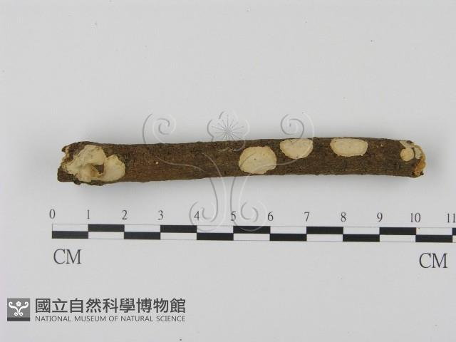 登錄號:F0003058藏品圖，第1張