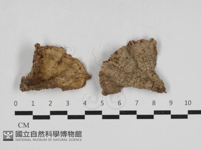 登錄號:F0033058藏品圖，第1張