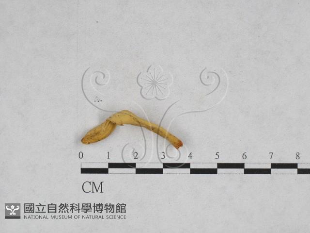 登錄號:F0028358藏品圖，第1張