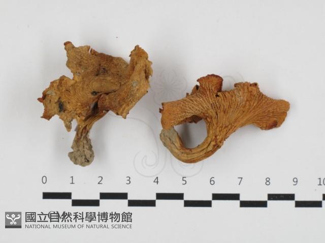 登錄號:F0008358藏品圖，第1張