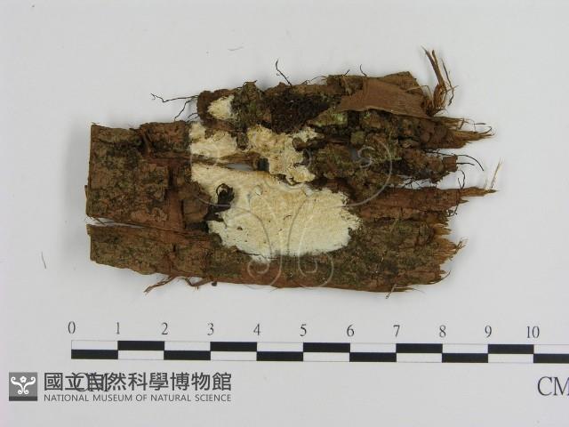 傑克菌屬藏品圖，第1張