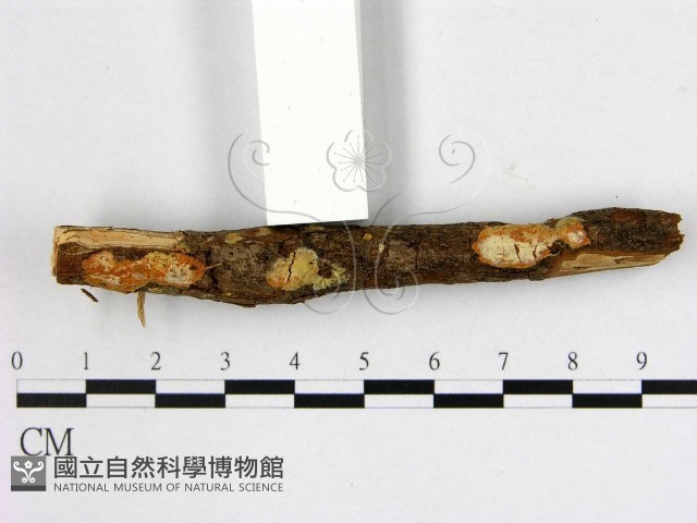 登錄號:F0000358藏品圖，第1張