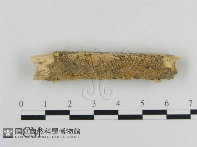 登錄號:F0010358藏品圖，第1張